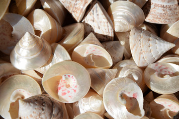 Meeresschnecken © Fotolyse