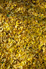Leaves background, autumn