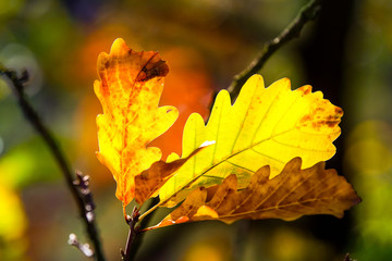 Lichtdurchflutete Eichenblätter im Herbst