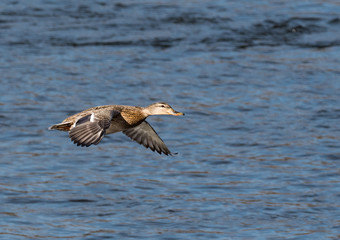 Female Mallard in flight
