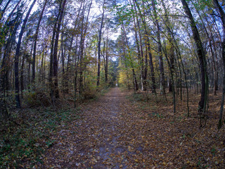 road in woods while spring to autumn transition with beautiful orange and red tones