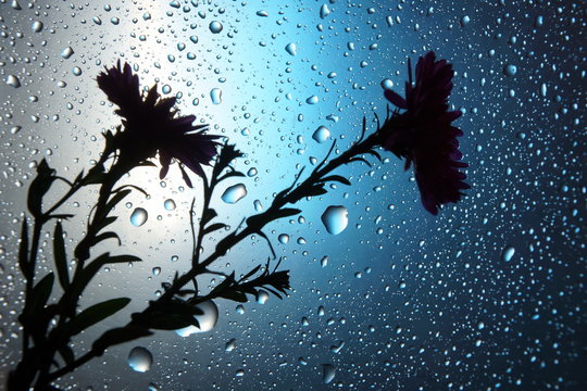 abstract water drops background blue light spot the silhouette of a flower