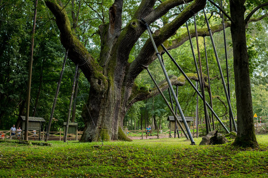 bartek oak tree in poland