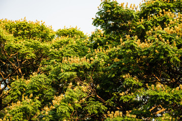 Detail of caesalpinia pluviosa ffilled with yellow flowers (Sibipiruna in Brazil)