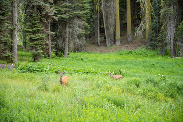 Naklejka na ściany i meble Deer in a meadow in Sequoia National Park, California
