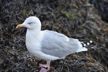 Gaviota sobre algas