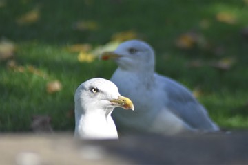 Pareja de gaviotas 2