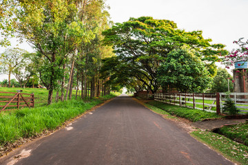 Fototapeta na wymiar Road with side trees with a forward perspective