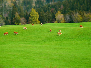 Tilt shift image of autumn landscape with meadow and cows