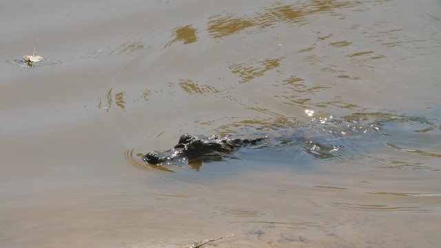 Caiman crocodilus motionless on the surface of the water Guiana