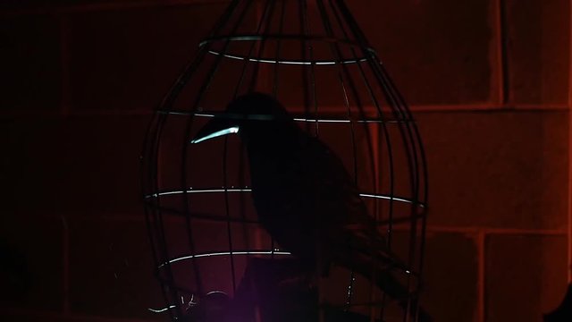 Black bird or crow locked in a cage
