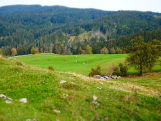 Fototapeta na wymiar Tilt shift image of autumn landscape with meadow and cows
