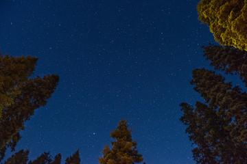 Fototapeta premium Stars seen from Dorst Creek campground in Sequoia National Park, California