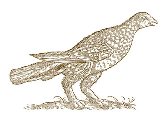Rock ptarmigan (lagopus muta) in side view. Illustration after a historical woodcut from the 16th century
