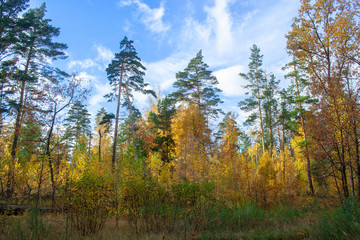 Golden autumn forest