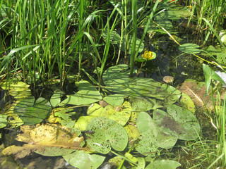 Yellow waterlilies in a pond. Nature habitat. Underwater landscape.