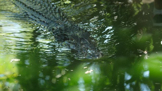 Big black caiman swimming in Guiana, scary.