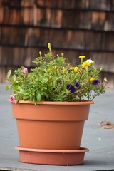 colorful flowers in a pot