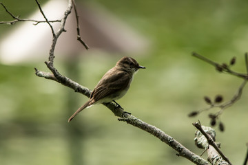Eastern Wood-Pewee