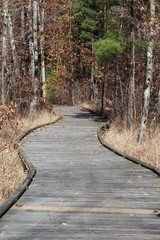 wooden footpath through forest