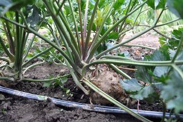 Organic soil grows celery