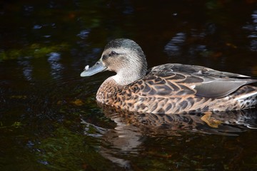 duck
