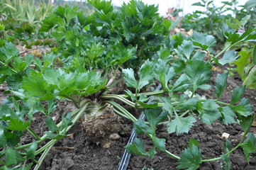 Organic soil grows celery