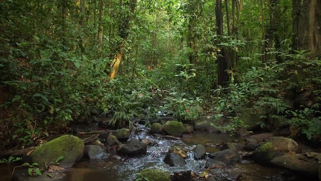 Small river in amazonian forest Guiana