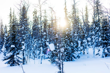 Winter beautiful landscape in the fir forest