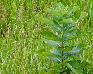 Green milkweed tower