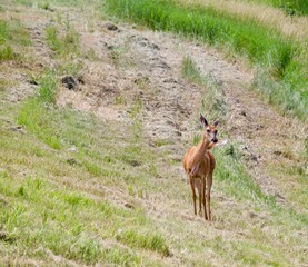 Deer in the meadow