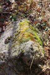 rock and moss