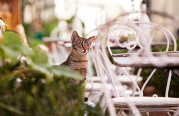 Tuscany cat