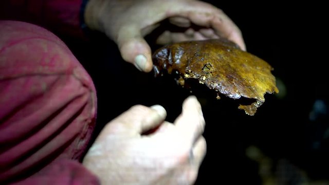 Cavers discover bones of extinct Giant Moa in caves in New Zealand - close up of skull