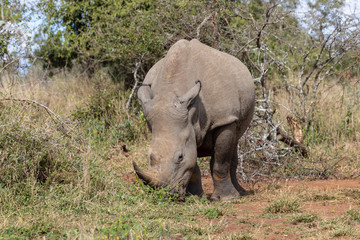 Fototapeta premium Nashorn 6