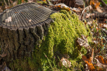 jesień w lesie stary pień we mchu © Arkadiusz