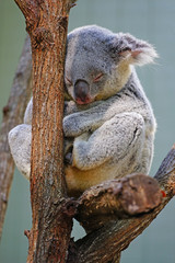 A koala sleeping on a eucalyptus gum tree in Australia © eqroy