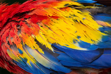 A close up of the colorful red, yellow, and blue feathers of a scarlet macaw (Ara macao) parrot, famous across Central America and South America, and the national bird of Honduras, Latin America. © Bede