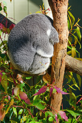 A koala sleeping on a eucalyptus gum tree in Australia