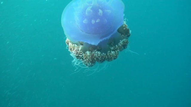 Closeup view of a Cephea cephea or cauliflower jellyfish with visible bite marks on its body