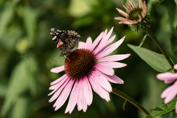 Red Admiral on Purple Coneflower 2