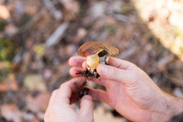 jesień w lesie grzyby w ręce