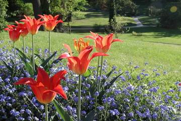 red orange tulips in a park