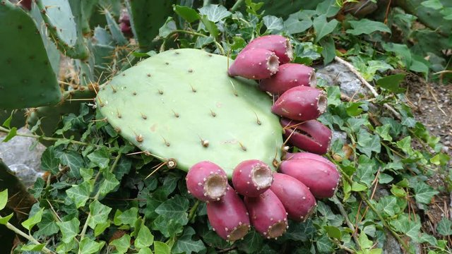 Crop of the edible fruits of the prickly pear cactus (opuntia). This cactus is grown to produce carmine dye and as feed for livestock.