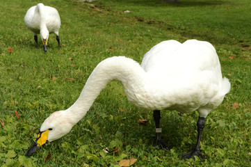 Swans Grazing Grassland