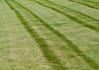 Green Stripes Grass