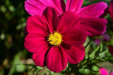 Obraz premium Bright Pink Cosmos flower with yellow center