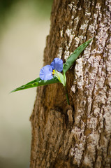 Flor creciendo en un arbol