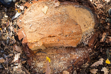 jesień w lesie cięty pień drzewa © Arkadiusz