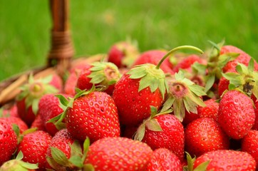 Fresh picked red strawberries in a basket
